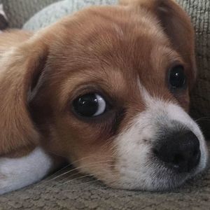 Meet your Posher, Peggy